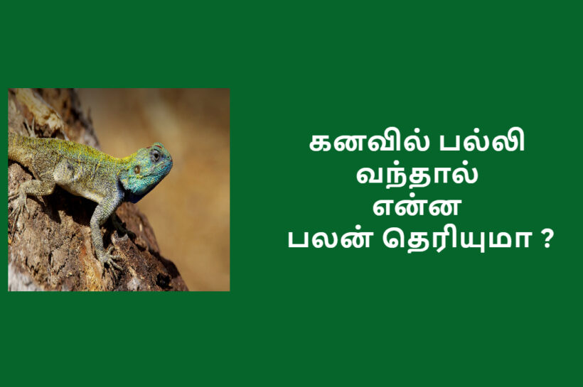 பல்லி கனவில் வந்தால் என்ன பலன் | Palli Kanavil Vanthal Enna Palan