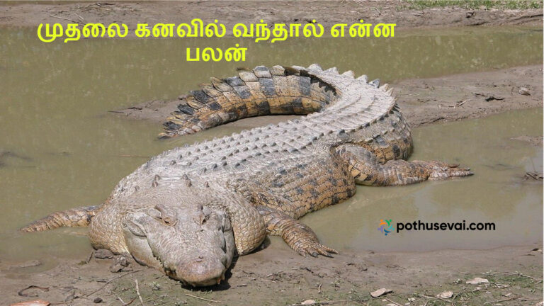 Web_Photo_Editor